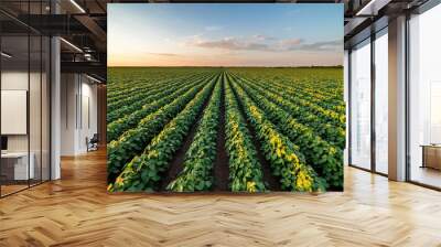 Beautiful rural landscape of a vast soybean field at sunset Wall mural