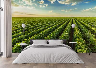 Green ripening soybean field, agricultural landscape Wall mural