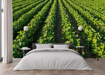 Green ripening soybean field, agricultural landscape Wall mural