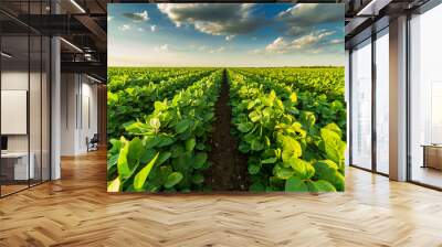 Green ripening soybean field, agricultural landscape Wall mural