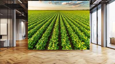 Green ripening soybean field, agricultural landscape Wall mural