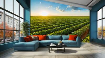 Green ripening soybean field, agricultural landscape Wall mural