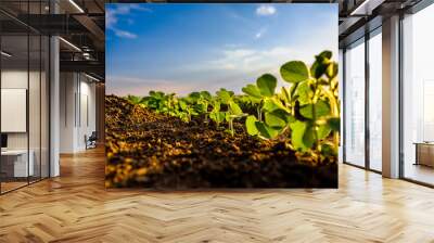 Green soybean plant closeup on a farm during the growing season, showing the root system and soil structure Wall mural