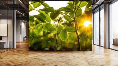 Green soybean plants at agricultural farm field Wall mural