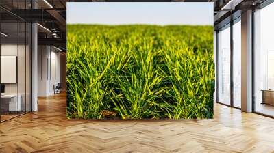 Green wheat field, agricultural landscape. Wall mural