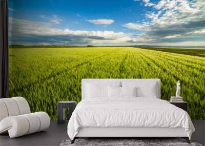 Green wheat field Wall mural