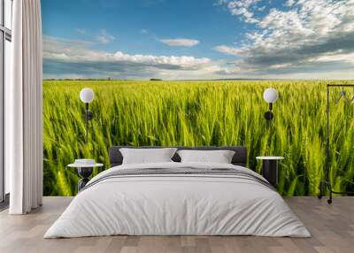 Green wheat field Wall mural