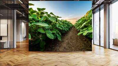 low angle view of a lush soybean field under a colorful sunset sky Wall mural