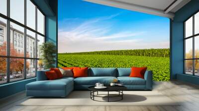 View of soybean farm agricultural field against sky Wall mural