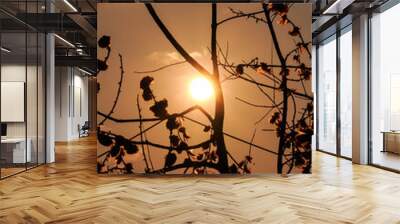 Orange morning sun with silhouettes of tree branches Wall mural