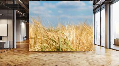 golden wheat field Wall mural