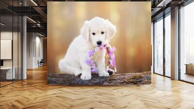 adorable golden retriever puppy at sunset Wall mural