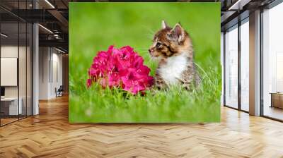 adorable tabby kitten with a flower Wall mural