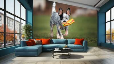 australian catlle dog puppy playing with a rubber toy outdoors Wall mural