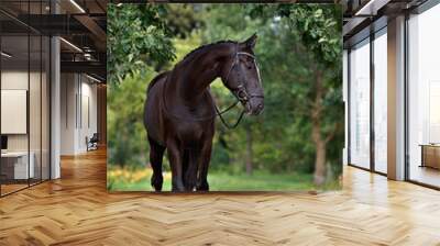 beautiful horse portrait under the oak tree Wall mural