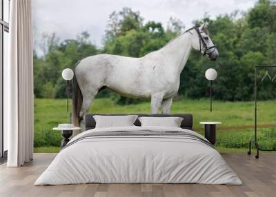 beautiful white horse standing on a field Wall mural