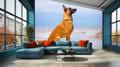 belgian shepherd dog sitting on the beach Wall mural