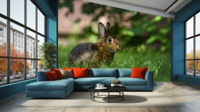 brown rex rabbit posing outdoors in grass Wall mural