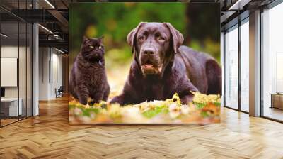 cat and dog together outdoors Wall mural