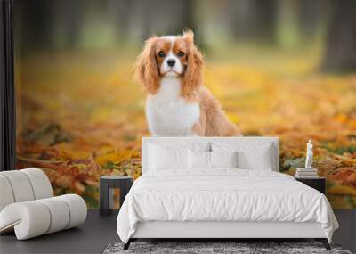 cavalier king charles spaniel dog sitting outdoors in autumn on fallen leaves Wall mural