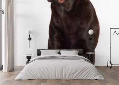 chocolate brown labrador retriever dog Wall mural