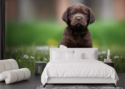 chocolate labrador puppy sitting on grass in summer Wall mural