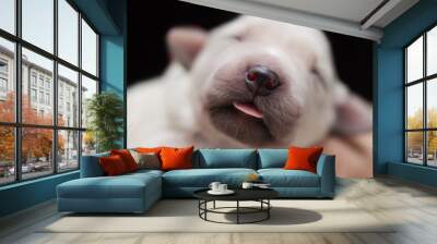 close up of a newborn puppy nose Wall mural