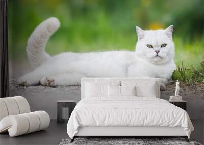 cute british shorthair cat relaxing and lying down outdoors in summer Wall mural