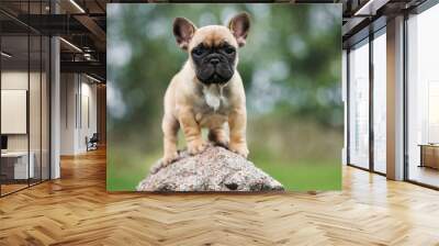 cute french bulldog puppy standind on a rock outdoors in summer Wall mural