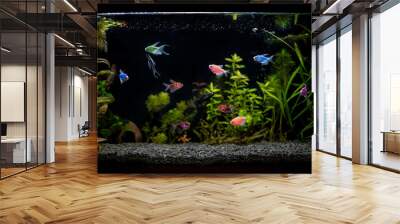 fresh water aquarium with tetra glo fish and natural plants Wall mural