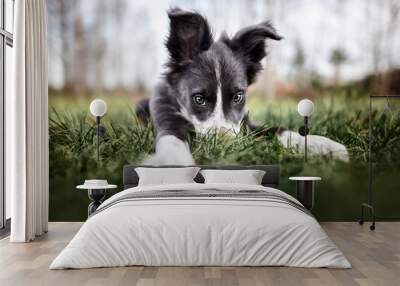 funny border collie puppy hiding nose in the grass, wide angle shot Wall mural