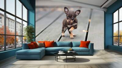 funny little puppy posing outdoors Wall mural