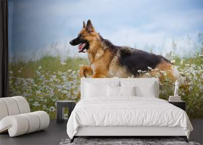 german shepherd dog running on a field Wall mural