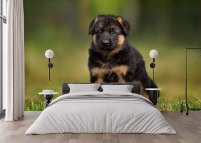 german shepherd puppy standing outdoors in summer Wall mural