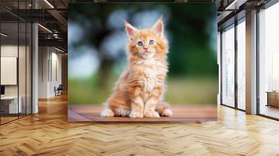 ginger maine coon kitten sitting outdoors Wall mural