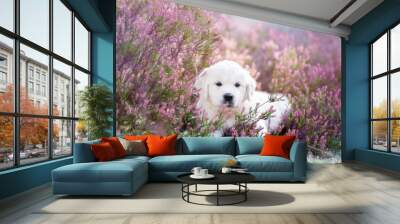 golden retriever puppy lying on a heath field Wall mural