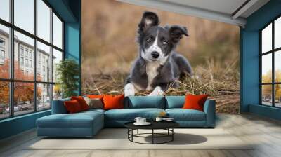 grey and white border collie puppy lying outdoors Wall mural