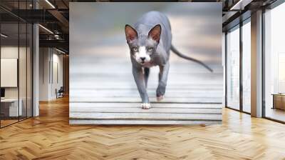 grey canadian sphynx cat walking outdoors Wall mural