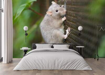 grey pet rat on a fence outdoors Wall mural