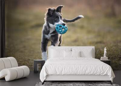 happy border collie puppy playing outdoors with a toy ball Wall mural