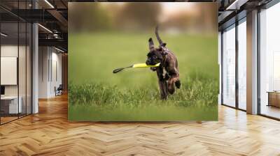 happy boxer puppy playing with a toy on a field outdoors Wall mural