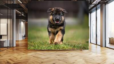 happy german shepherd puppy running outdoors Wall mural