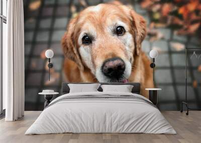 happy old dog portrait looking up, top view Wall mural