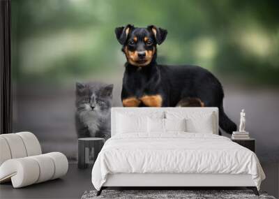 mixed breed dog and kitten standing close outdoors Wall mural