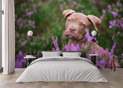 portrait of an american pit bull terrier puppy in heather flowers Wall mural