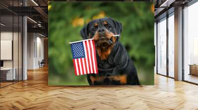 rottweiler dog holding American flag in mouth outdoors on green background Wall mural