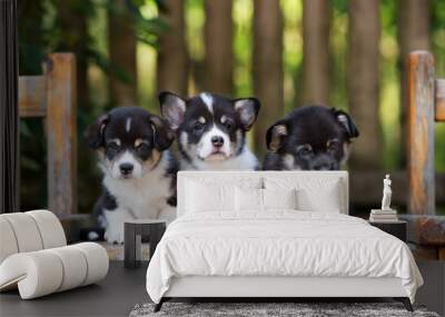 three tricolor welsh corgi puppies posing together Wall mural