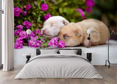 two adorable newborn puppies with flowers Wall mural