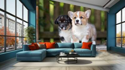 two adorable welsh corgi puppies posing together Wall mural