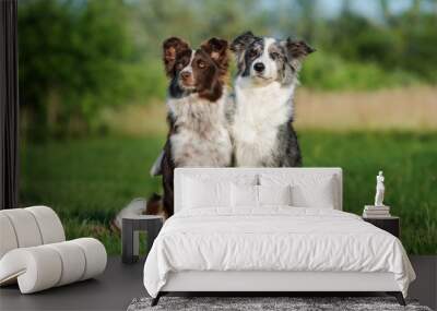 two border collie dogs sitting on a field Wall mural